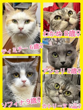 🐾今日の里親様募集中ニャンコ🐱メンバーです🐾2023,5,10【保護犬カフェ天神橋店】